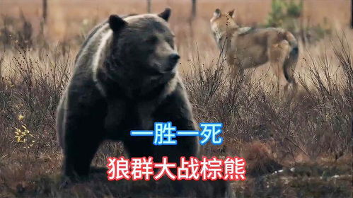 狼群大战棕熊,一胜一负一死,精彩的殊死搏斗