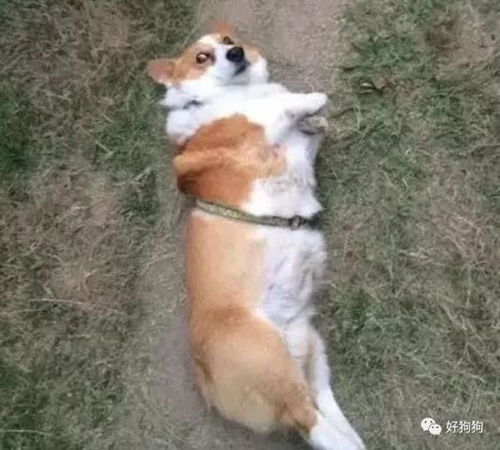 狗子跳起来的表情包柯基