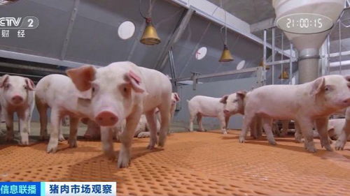 农业农村部今年秋冬猪肉上市量将稳定增加