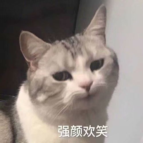 动物表情包,太可爱啦