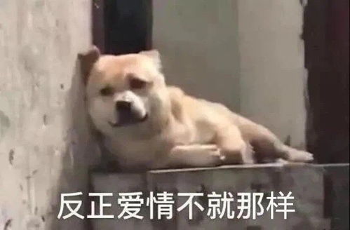 表情包沙雕表情包第285期