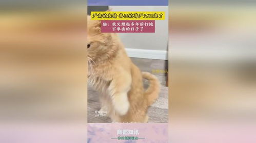 严肃的表情拳王的尊严又回来了
