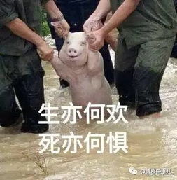 网红小猪火爆微博被做成表情包太搞笑了还要被做成烤肠