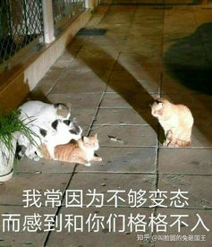 仓鼠怎么做才好吃