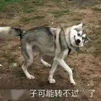 这些沙雕狗子表情包绝对适合你,拿走不谢