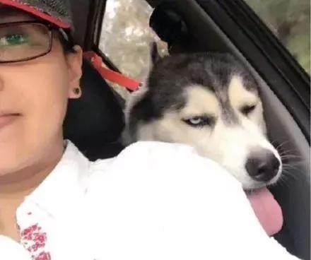 养一只哈士奇是一种什么样的体验