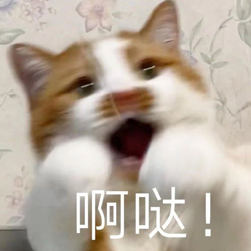 无水印表情包l贴贴