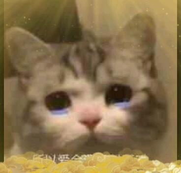 激光猫猫表情包哭出来