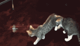 真是好奇害死猫,有只猫咪因为好奇差点被主人吞了