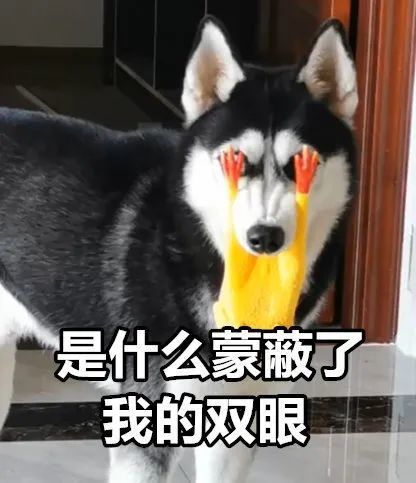 一波哈士奇表情包,哈哈收了去斗图