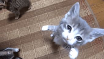 猫咪