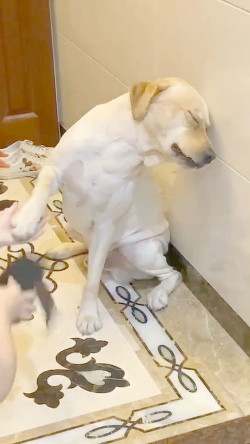 狗子这表情看着都疼