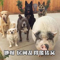 表情包过年呀我妈嘴里的我从不留情