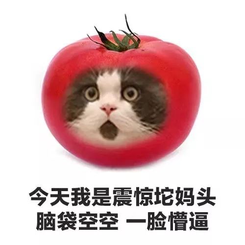 小鸟说草草草表情包表情包