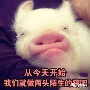 大年初三,小科用42个萌猪表情包向你拜年