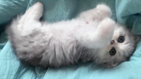 awsl您好您的猫咪外卖已经送到