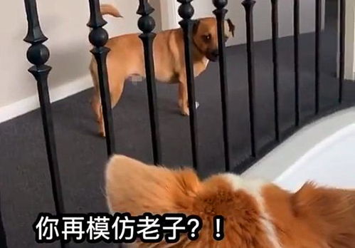 狗狗模仿柯基走路,还露出了嘲笑的表情,柯基好气哦