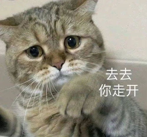可爱萌宠沙雕表情包不要贴贴贴贴危险容易密接