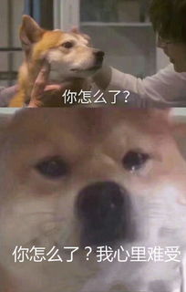 抖音你怎么了我没钱了图片分享