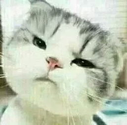 这只猫叫什么.有没有它的表情包.
