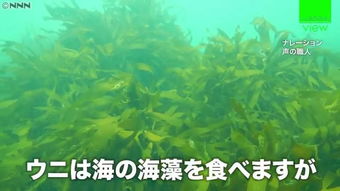 把牛涂成斑马防虫咬,喂海胆吃卷心菜会更甜日本人的研究还敢再中二吗