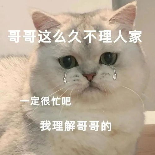 一些奇奇怪怪的猫猫表情包8