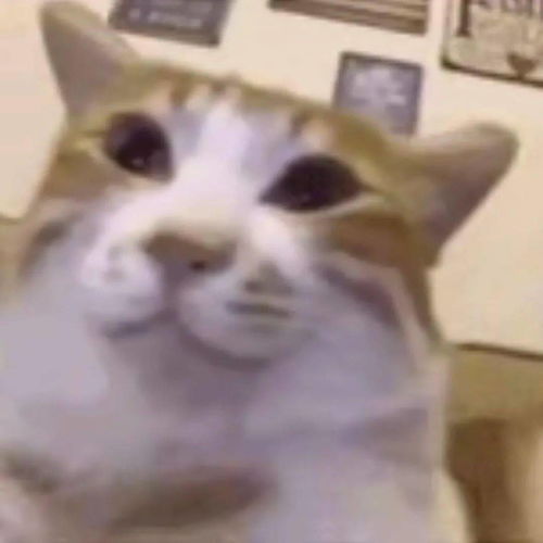 猫猫狗狗表情包