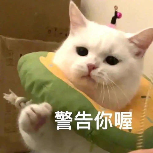 今日占卜不适合上班的星座丨第155期喵表情