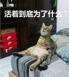 接住,大波猫咪表情包袭来...