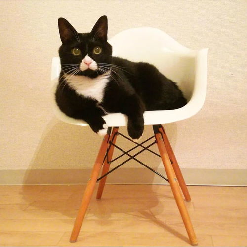 一只用鼻子发射爱心的奶牛猫,模样可爱又魔性