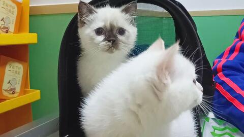 五只小猫第一次吃猫条,抠门儿主人只给喂一根,小猫表情太可怜了