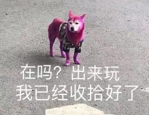 巧了你也没看懂是吗