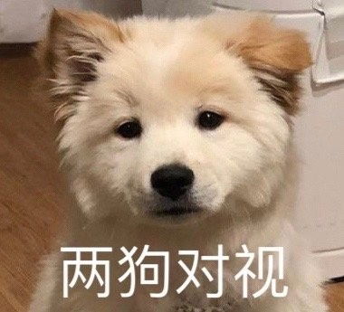 两狗对视表情包有哪些热门两狗对视表情包大全咖绿茵手游站