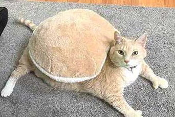 橘猫胖出了新花样,手指都胖成了表情包,网友这是我丢的赞