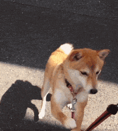 听我一句劝没事千万别养柴犬,否则你的下场就是这样..........