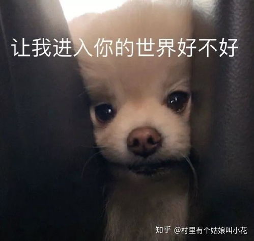 收藏多年的表情包