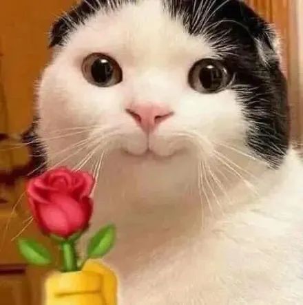猫咪头拿花表情包合集