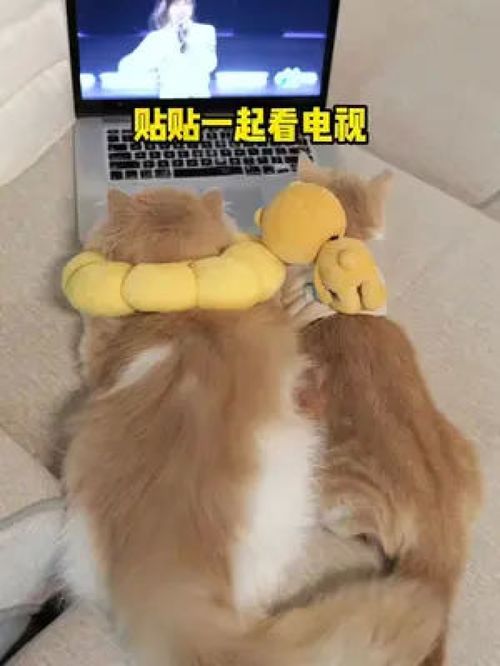 小猫咪竟然在贴贴听爱你,本想共度良宵,怎么还吃醋了呐王心凌再唱爱你小海蒂治愈猫可爱