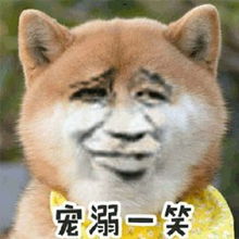 柴犬gif表情包头像
