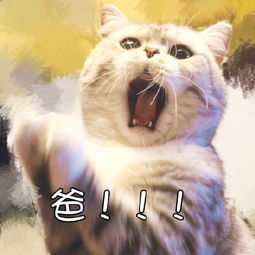 表情包猫狗喊爸爸