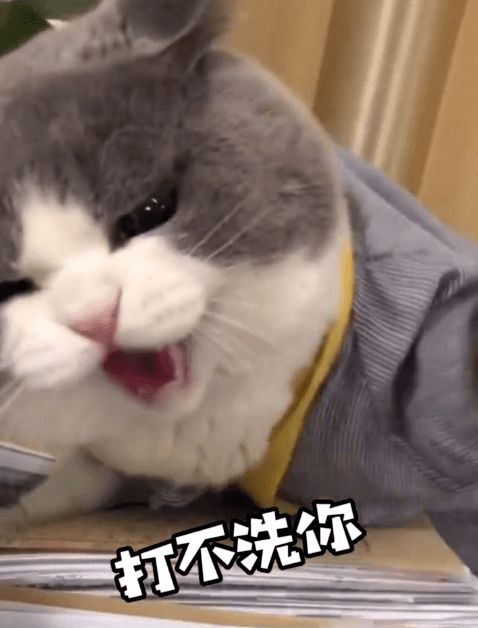 大脸喵表情包来喽