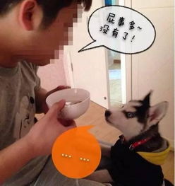 哈士奇感冒喝热汤嫌烫话说这表情是狗该做的么