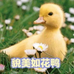 可爱的鸭鸭表情包合集你找哪位鸭