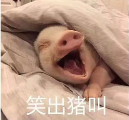 大半夜笑出猪声表情包梦里