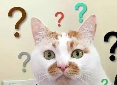 养猫后会有这些痛,估计只有养过猫的人才懂吧