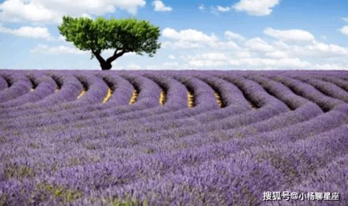 搜狐网