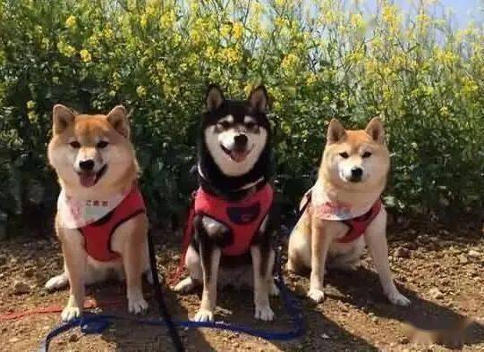 这6种狗狗,都是土豪养的狗,有你家狗吗