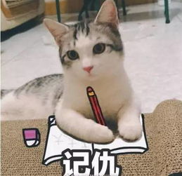 接住,大波猫咪表情包袭来...