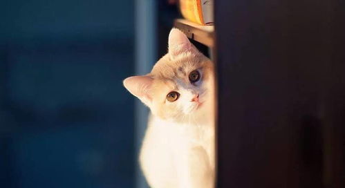 谁说猫主子的心思没办法猜铲屎官们戳这里来看