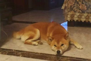 柴犬不喜欢出去,它觉得在家可以睡觉,狗出门太劳累